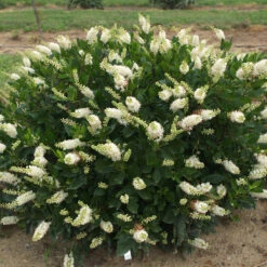 Sugartina® 'Crystalina' Summersweet -Plant Series Clethra Sugartina Crystalina 5 P