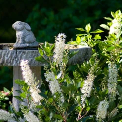 Vanilla Spice® Summersweet 8 Vanilla Spice® Summersweet -Plant Series Clethra Vanilla Spice 2