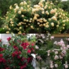 Climbing Rose Collection -Plant Series Climbing Rose Collection