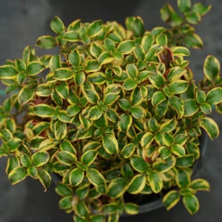 Waxwing™ Gold Mirror Bush -Plant Series Coprosma Waxwing Gold 3