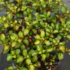 Waxwing™ Lime Mirror Bush 2 Waxwing™ Lime Mirror Bush -Plant Series Coprosma Waxwing Lime 1