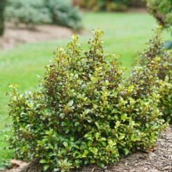 Plant Series -Plant Series Coprosma Waxwing Lime 2