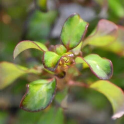 Waxwing™ Lime Mirror Bush -Plant Series Coprosma Waxwing Lime 3