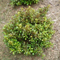 Waxwing™ Lime Mirror Bush -Plant Series Coprosma Waxwing Lime 4