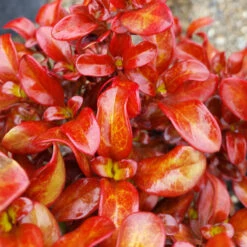 Waxwing™ Orange Mirror Bush -Plant Series Coprosma Waxwing Orange 2