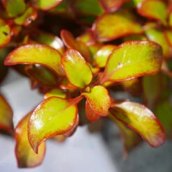 Waxwing™ Orange Mirror Bush -Plant Series Coprosma Waxwing Orange 3