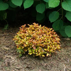 Waxwing™ Orange Mirror Bush -Plant Series Coprosma Waxwing Orange 4