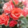 Coral Knock Out® Rose -Plant Series CoralKnockOut