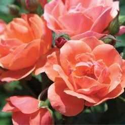 Coral Knock Out® Rose -Plant Series CoralKnockOut 3