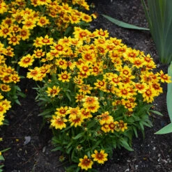 Uptick™ Gold & Bronze Tickseed 7 Uptick™ Gold & Bronze Tickseed -Plant Series Coreopsis Uptick Gold Bronze 3 P