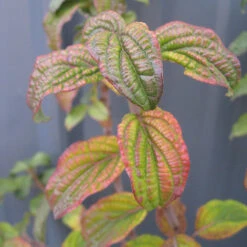 Pucker Up® Red-Twig Dogwood -Plant Series Cornus Pucker Up 2