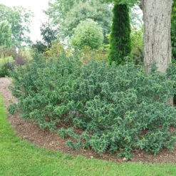 Pucker Up® Red-Twig Dogwood -Plant Series Cornus Pucker Up 4