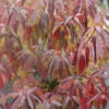 Red Rover® Silky Dogwood -Plant Series Cornus Red Rover 1