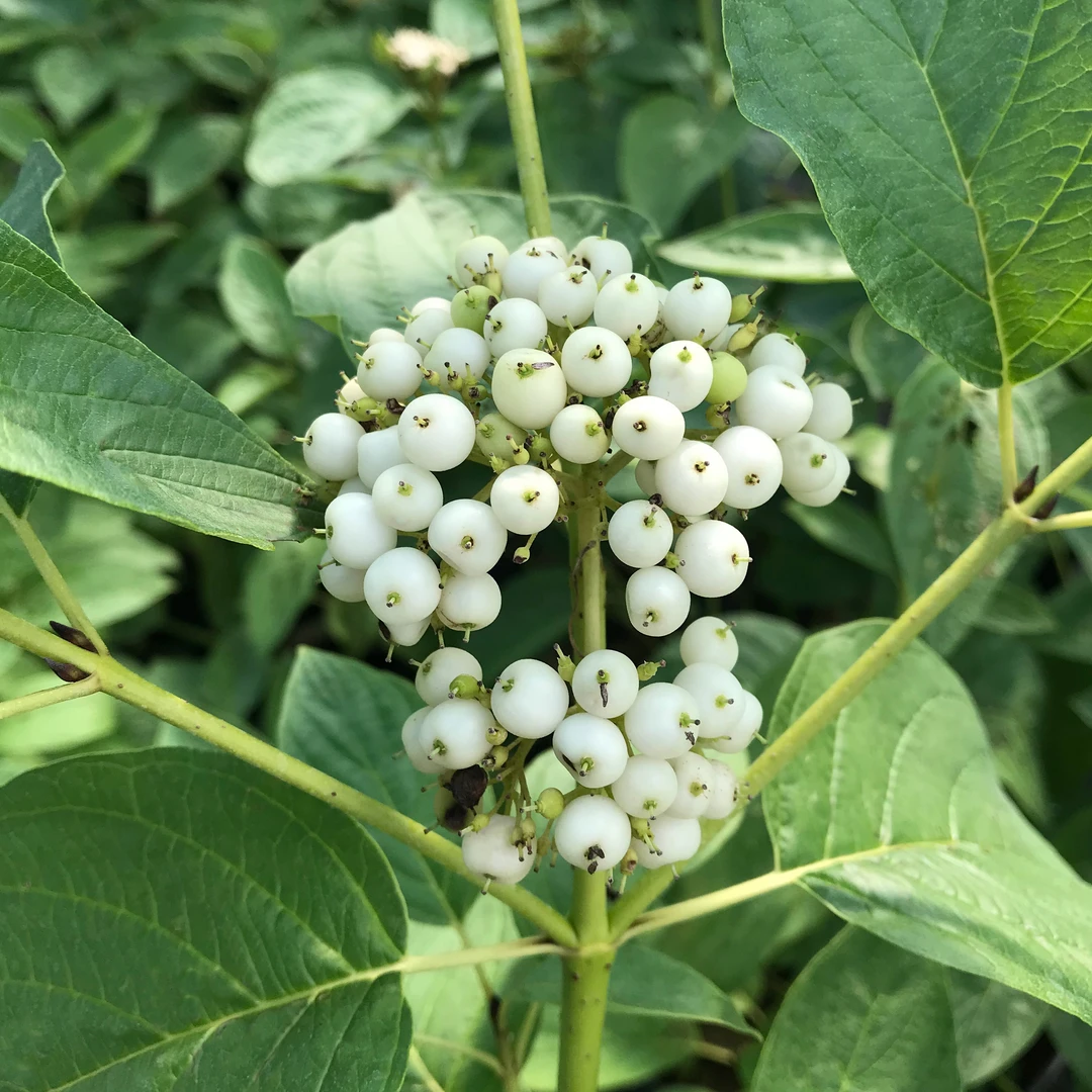 Arctic Fire® Yellow Red-Twig Dogwood 7 Arctic Fire® Yellow Red-Twig Dogwood - Image 5