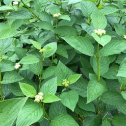 Arctic Fire® Yellow Red-Twig Dogwood 10 Arctic Fire® Yellow Red-Twig Dogwood -Plant Series CornusArcticFireYellowIMG 1449 1 1080x1080 a0e0f4e