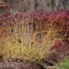 Arctic Fire® Yellow Red-Twig Dogwood 1 Arctic Fire® Yellow Red-Twig Dogwood -Plant Series CornusArcticFireYellowP1025870 1080x1080 873d5e7