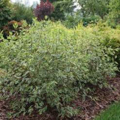 Sgt. Pepper™ Dogwood -Plant Series Cornus Sgt Pepper P1225334