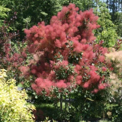 The Velvet Fog® Smokebush -Plant Series Cotinus The Velvet Fog 2