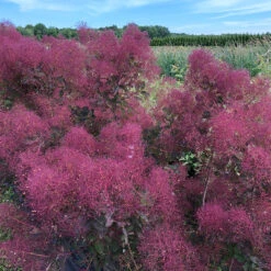 The Velvet Fog® Smokebush -Plant Series Cotinus The Velvet Fog 3