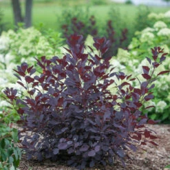 Winecraft Black® Smokebush