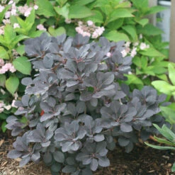 Winecraft Black® Smokebush -Plant Series Cotinus Winecraft Black 3 P