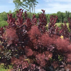 Winecraft Black® Smokebush -Plant Series Cotinus Winecraft Black 5 P