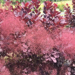 Winecraft Black® Smokebush -Plant Series Cotinus Winecraft Black 6 P