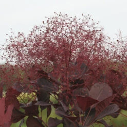 Winecraft Black® Smokebush -Plant Series Cotinus Winecraft Black 7 P