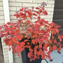 Winecraft Black® Smokebush -Plant Series Cotinus Winecraft Black 8 P
