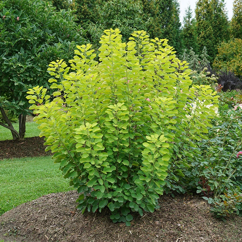 Winecraft Gold® Smokebush 3 Winecraft Gold® Smokebush