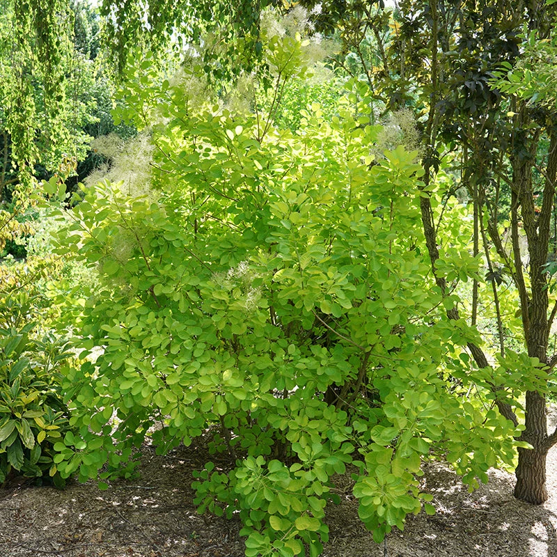 Winecraft Gold® Smokebush 5 Winecraft Gold® Smokebush - Image 3