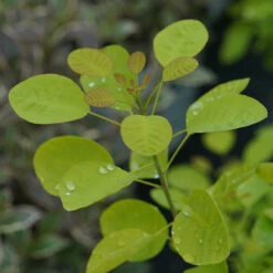 Winecraft Gold® Smokebush 12 Winecraft Gold® Smokebush -Plant Series Cotinus Winecraft Gold 5