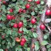 Little Dipper® Cotoneaster -Plant Series Cotoneaster Little Dipper 1