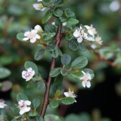 Little Dipper® Cotoneaster -Plant Series Cotoneaster Little Dipper 2