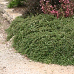 Little Dipper® Cotoneaster -Plant Series Cotoneaster Little Dipper 3