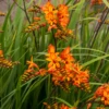 'Firestarter' Montbretia -Plant Series CrocosmiaFirestarsFirestarter