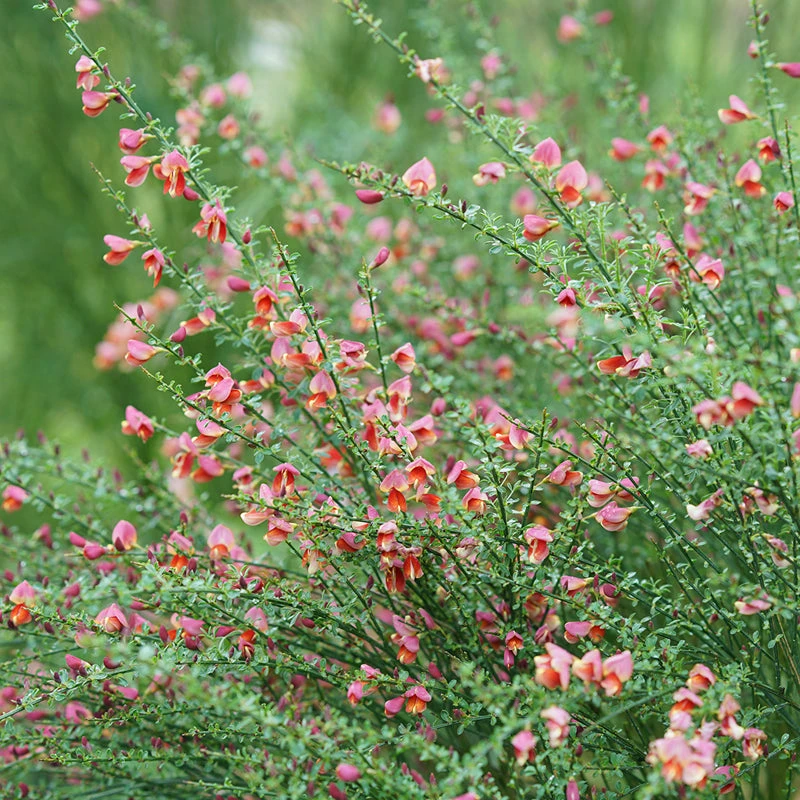 Sister Rosie® Scotch Broom 3 Sister Rosie® Scotch Broom
