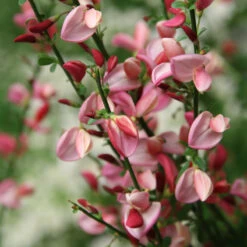 Sister Rosie® Scotch Broom 8 Sister Rosie® Scotch Broom -Plant Series Cytisus Siste Rosie 3 P