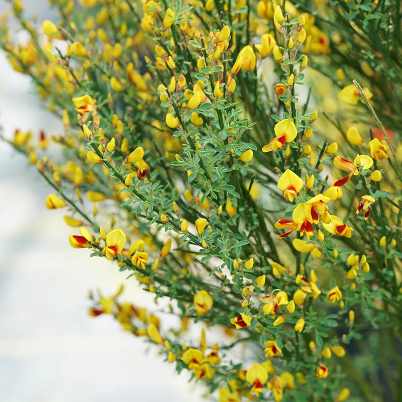 Sister Disco® Scotch Broom 3 Sister Disco® Scotch Broom