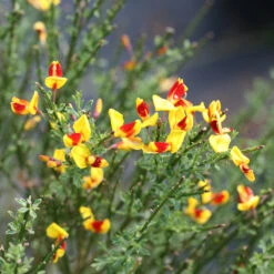 Sister Disco® Scotch Broom 6 Sister Disco® Scotch Broom -Plant Series Cytisus Sister Disco 2 P