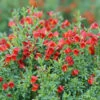 Sister Redhead® Scotch Broom -Plant Series Cytisus Sister Redhead 1 P