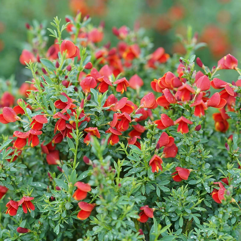Sister Redhead® Scotch Broom 3 Sister Redhead® Scotch Broom