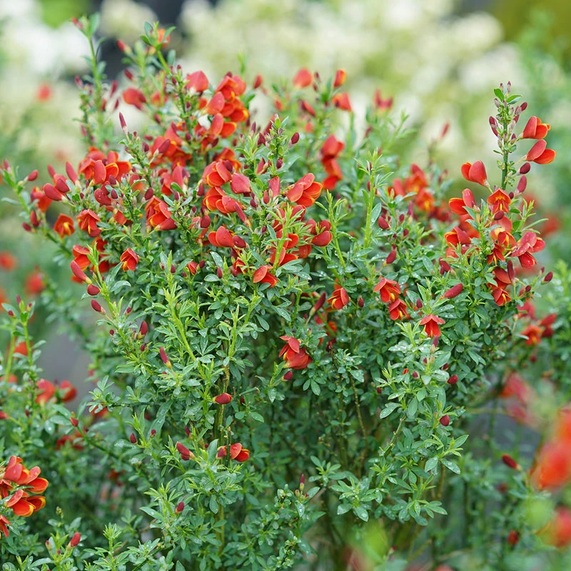 Sister Redhead® Scotch Broom 4 Sister Redhead® Scotch Broom - Image 2