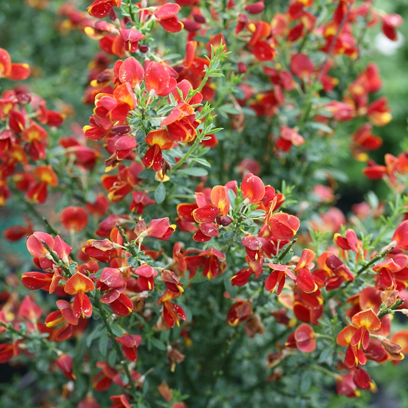 Sister Redhead® Scotch Broom 7 Sister Redhead® Scotch Broom - Image 5