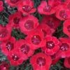 'Eastern Star' Dianthus -Plant Series DIAES1Q 1 sw