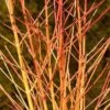 Arctic Sun® Dogwood