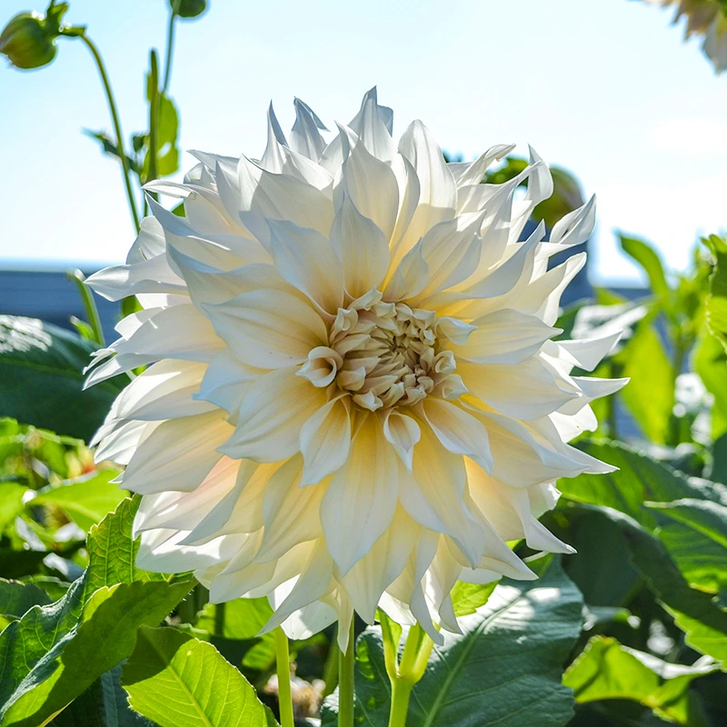 'Café Au Lait' Dahlia 4 'Café Au Lait' Dahlia - Image 2