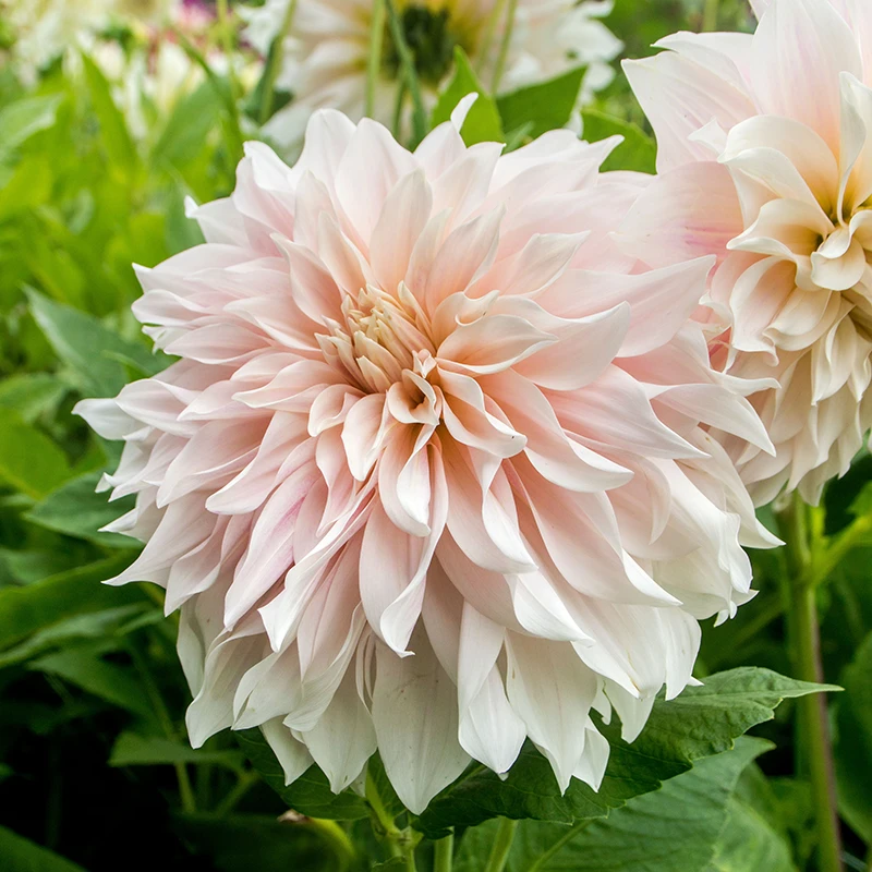 'Café Au Lait' Dahlia 3 'Café Au Lait' Dahlia