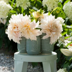 'Café Au Lait' Dahlia 9 'Café Au Lait' Dahlia -Plant Series DahliaCafeauLaitinvase 226189