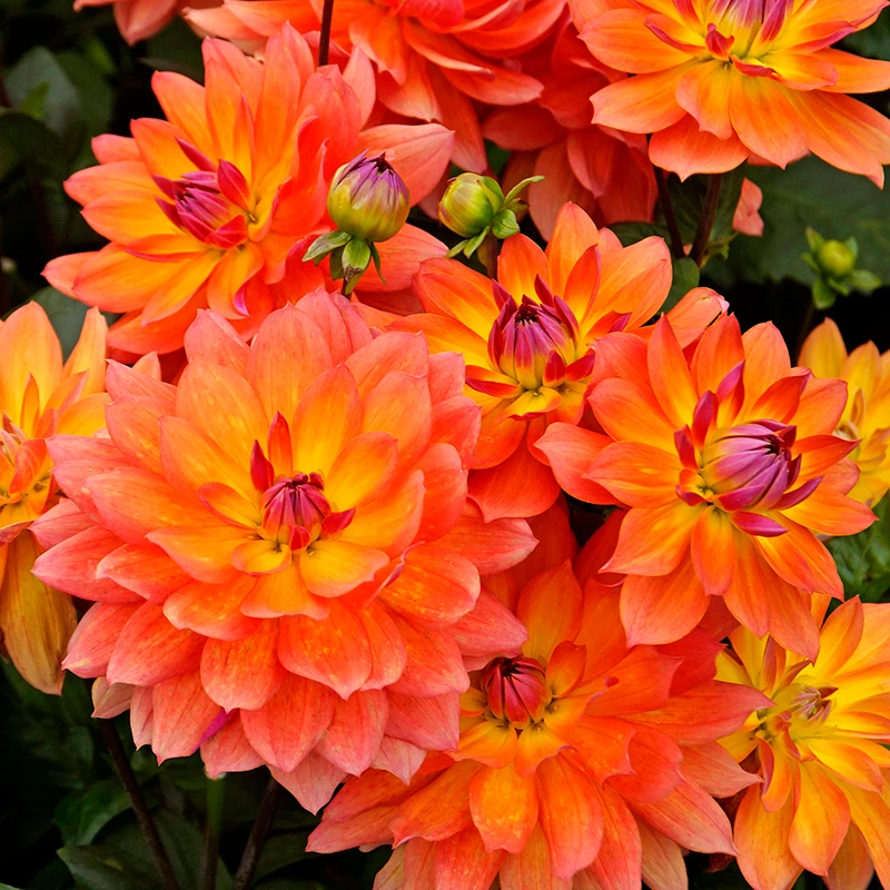 'Firepot' Dahlia 3 'Firepot' Dahlia